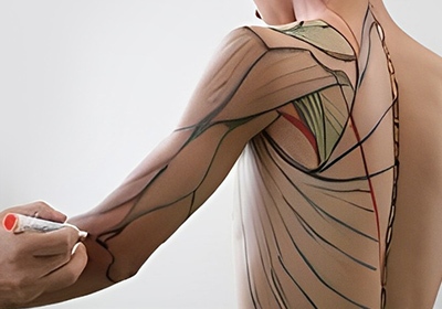 体表解剖学実習の写真
